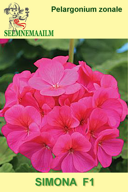 Pelargonium Simona F1 Seeds Buy