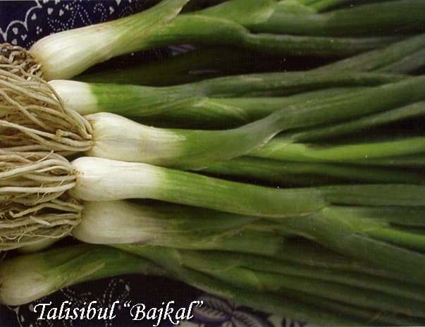 Allium fistulosum Bunching onion Bajcal Talisibul