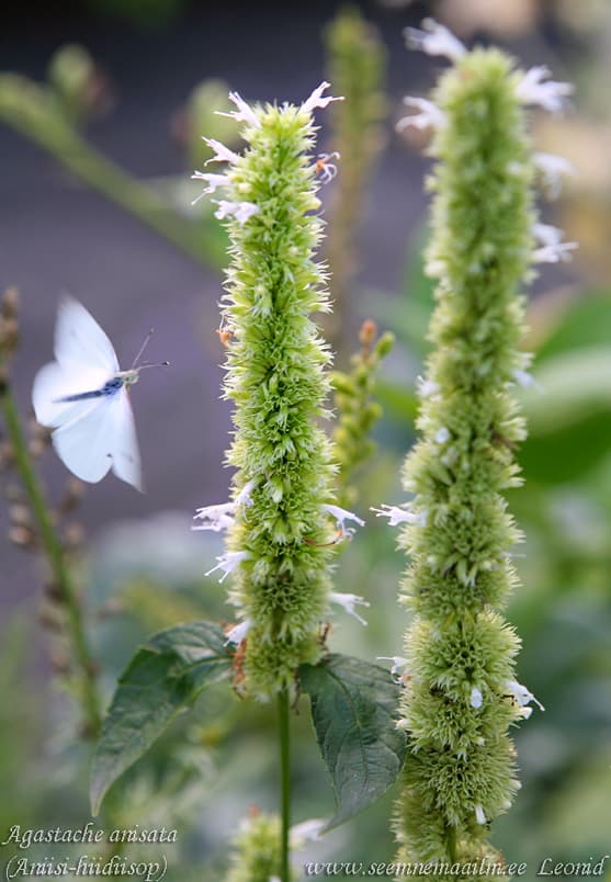 Agastache anisata Aniisi-hiidiisop Anise hyssop, anise-mint licorice mint, wonder honey plant Yrtti-iiso, intianminttu, minttuanis Anisisop, Indianmynta, anis-isop Agastache anethiodora Agastache anisata Лофант анисовый белый
