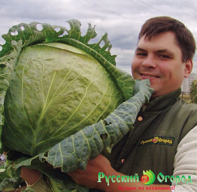 Cabbage Russian Size XXL