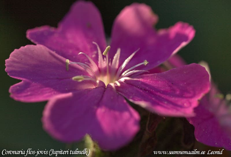 Jupiteri tulinelk Coronaria flos-jovis Lychnis flos jovis Agrostemma flos-jovis Silene flos-jovis Jupiterinkukka Лихнис Юпитера