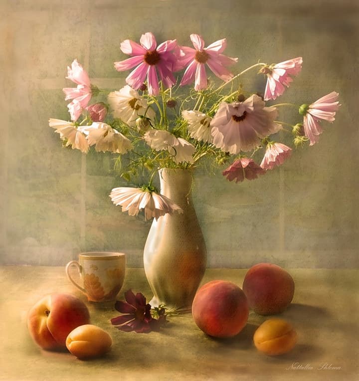 Kosmos Psiche Cosmos bipinnatus