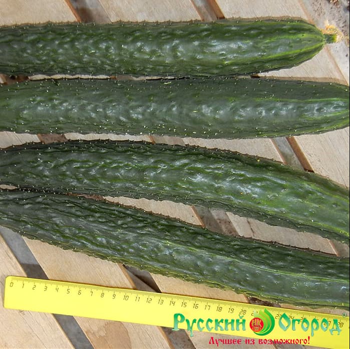 Cucumber Russian Size XXL F1