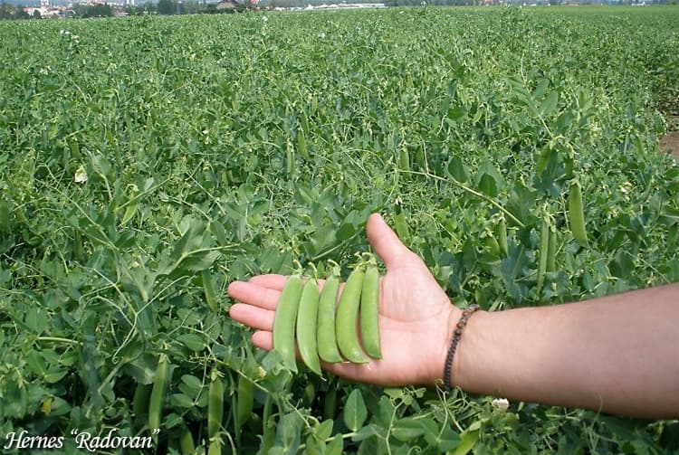 Hernes Radovan Green peas
