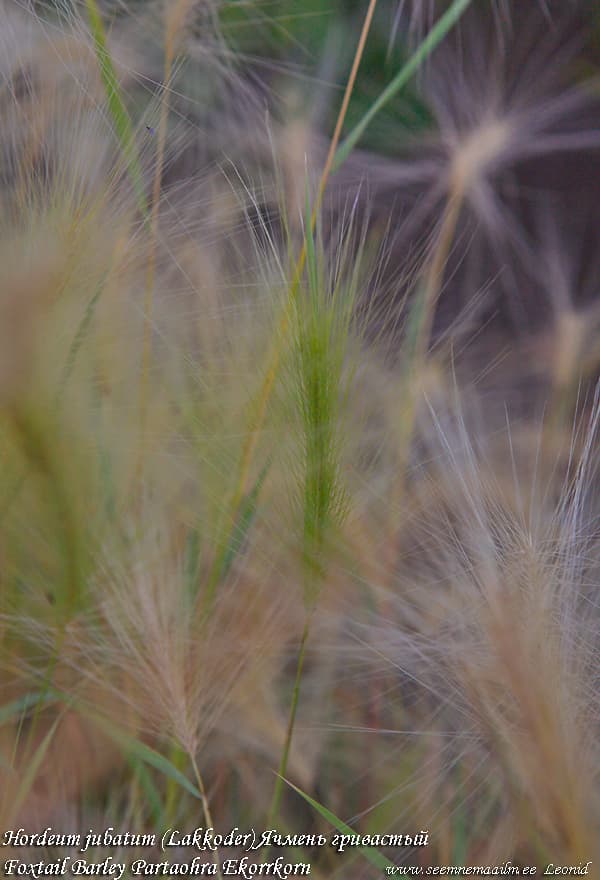 Hordeum jubatum Lakkoder Ячмень гривастый Foxtail Barley Squirrel Tail-Grass Partaohra Ekorrkorn Critesion jubatum