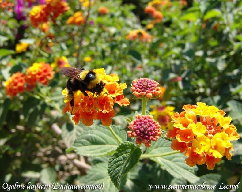 Ogaline lantaan Yellow sage, lantana, sage tree Kirjotulikruunu Eldkrona Lantana aculeata Lantana tiliifolia auct. non Cham. Lantana crocea Lantana camara Лантана камара