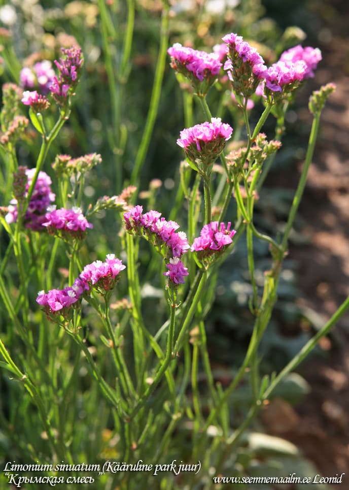 Kääruline parkjuur Limonium sinuatum Wavyleaf sea lavender Sini-ikiviuhko Risp Statice sinuata Статице Крымская смесь Лимониум однолетний сухоцвет kuivlill