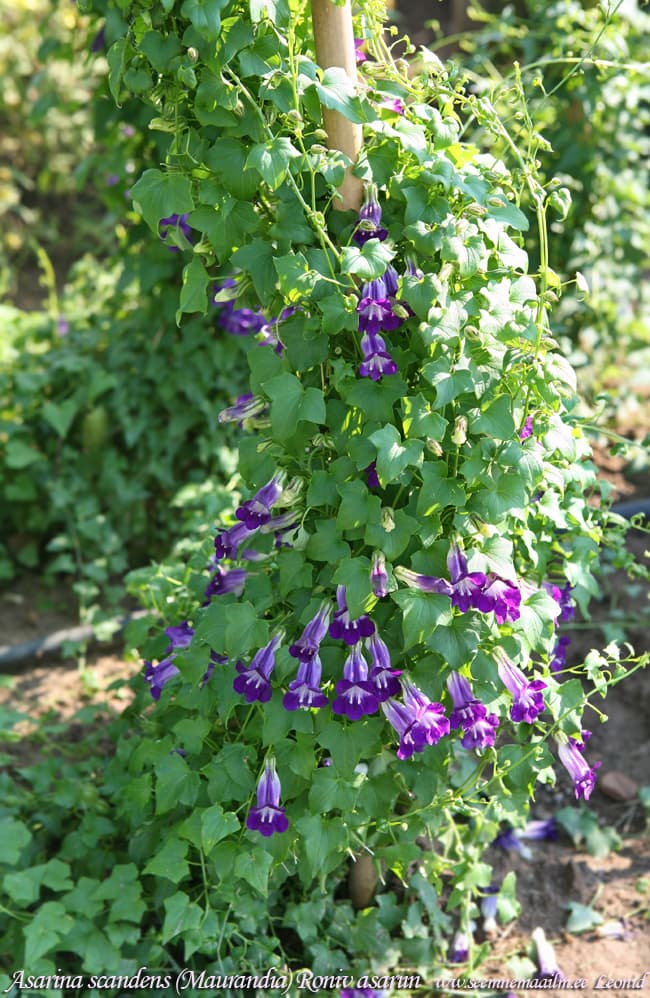 Roniv asariin Creeping snapdragon Sinipunavaula Lejongapsranka Antirrhinum asarina Maurandya barclaiana Азарина лазающая Asarina scandens Asarina semperflorens Usteria scandens Maurandia semperflorens Maurandia scandens