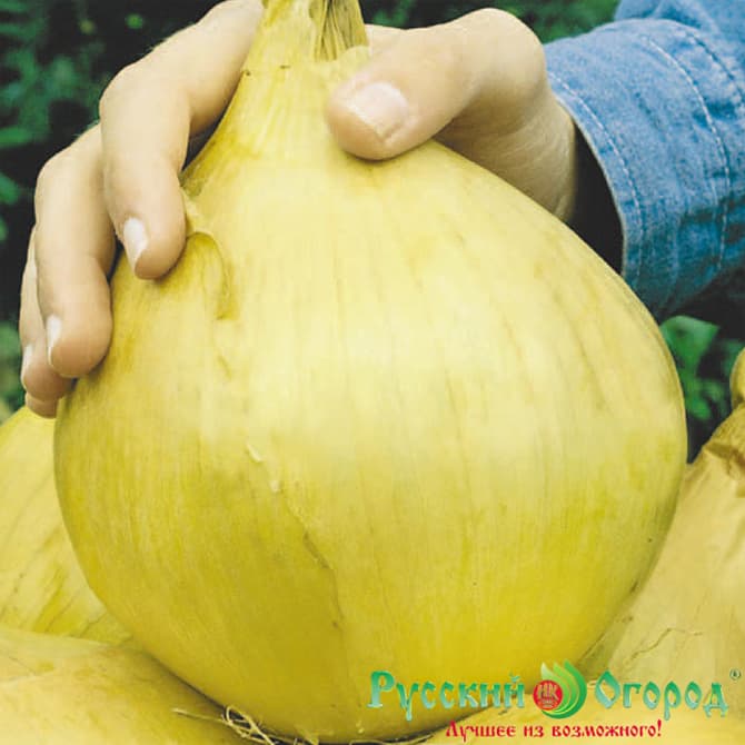 Onion Russian Size XXL