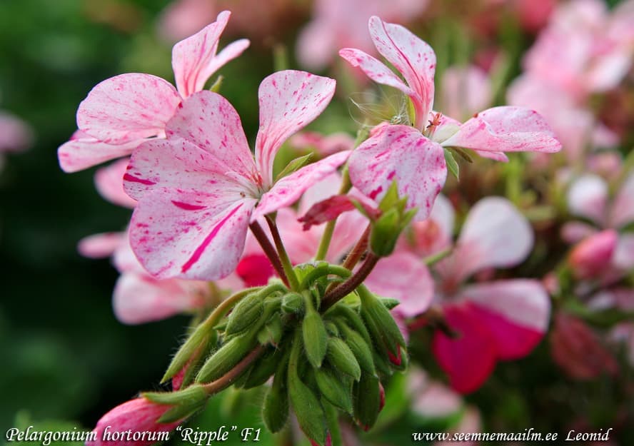 Pelargonium hortorum Ripple F1 Pelargoon Пеларгония Райпл Zonalpelargon Pelargoni, pelakuu
