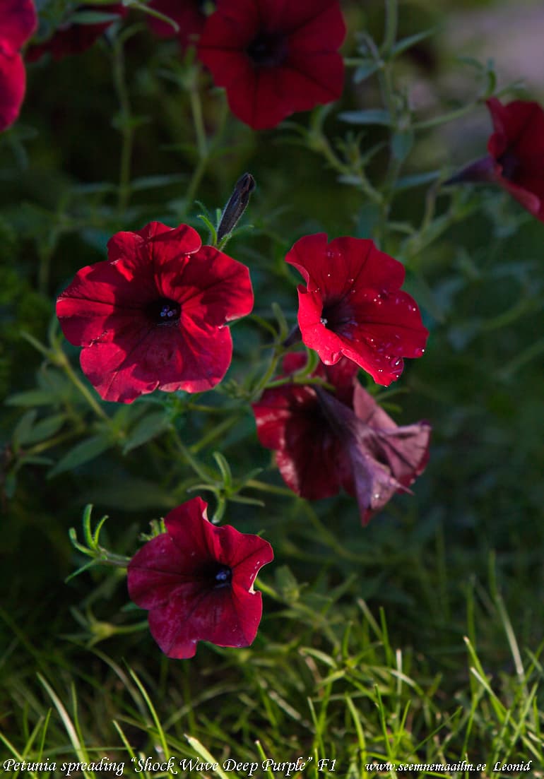 Spreading petunia Shock Wave Deep Purple F1 Ampelne petuunia Петуния ампельная Шок Вэйв Дип Парпл