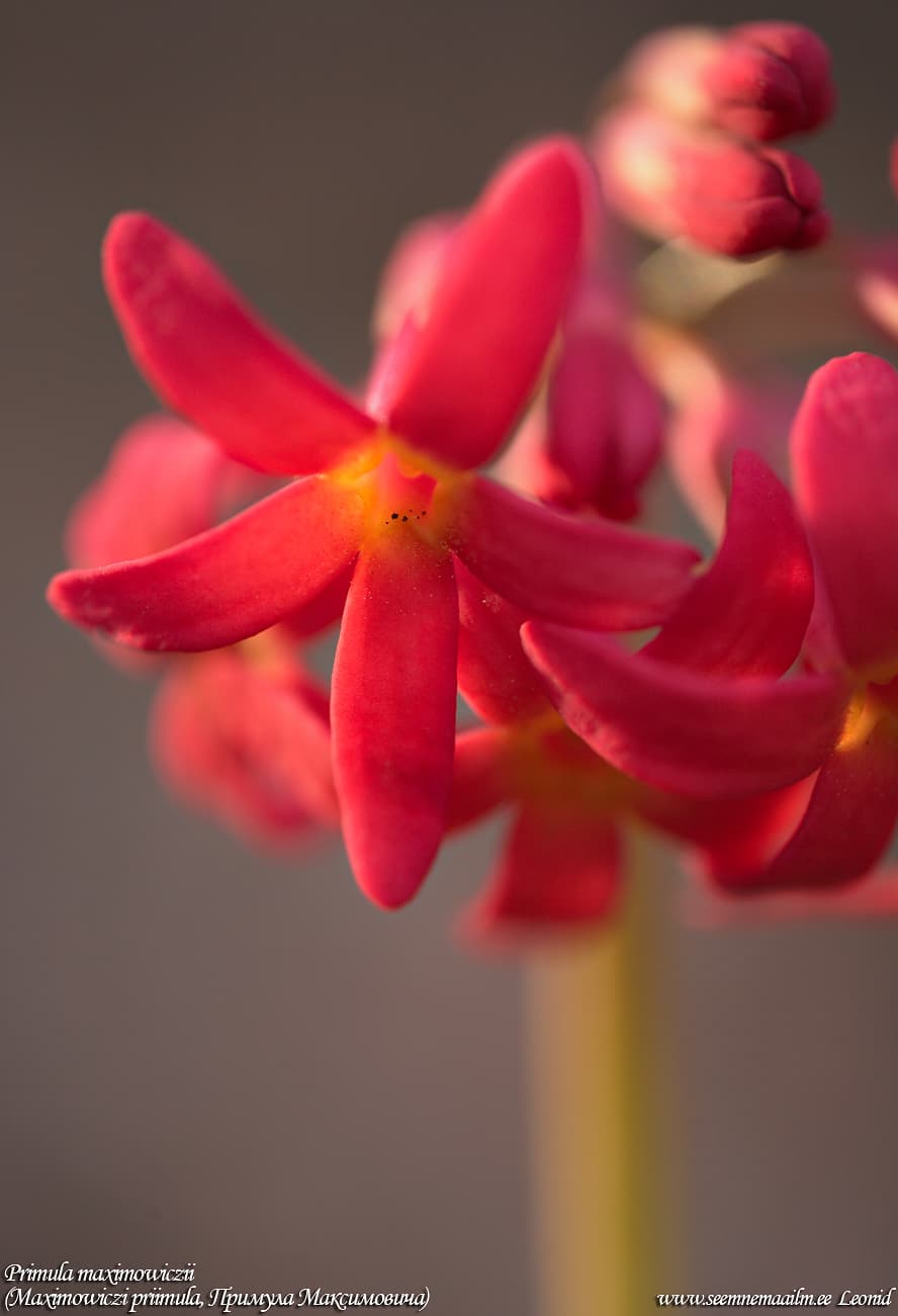 Primula maximowiczii Первоцвет Максимовича Примула Максимовича Maximowiczi priimula