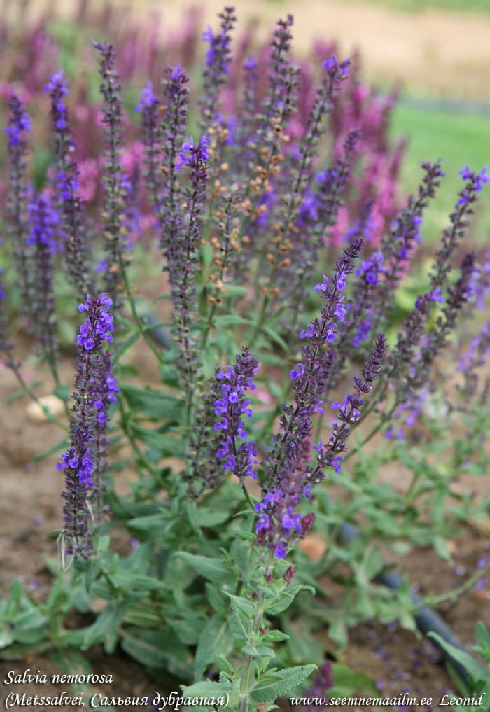 Salvia nemorosa Blue Balkan clary, woodland sage, may night sage, wild sage Lehtosalvia Stäppsalvia Salvia sylvestris Metssalvei Сальвия дубравная Шалфей пышный