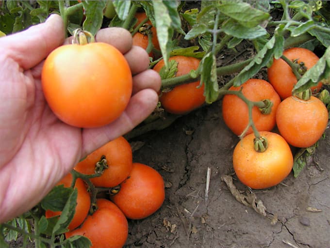 Tomato Orange Томат кустовой Оранж