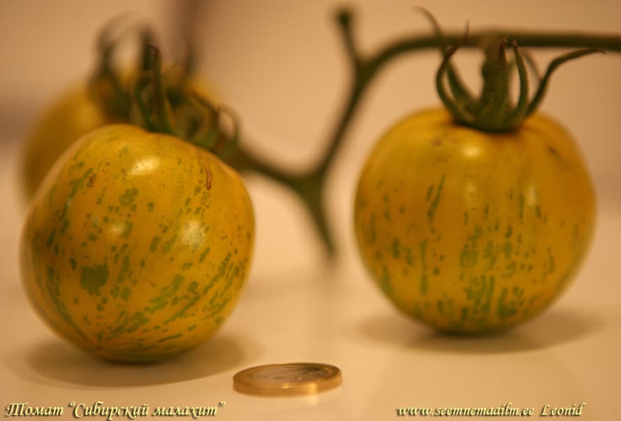 Tomat Siberi Malahhiit