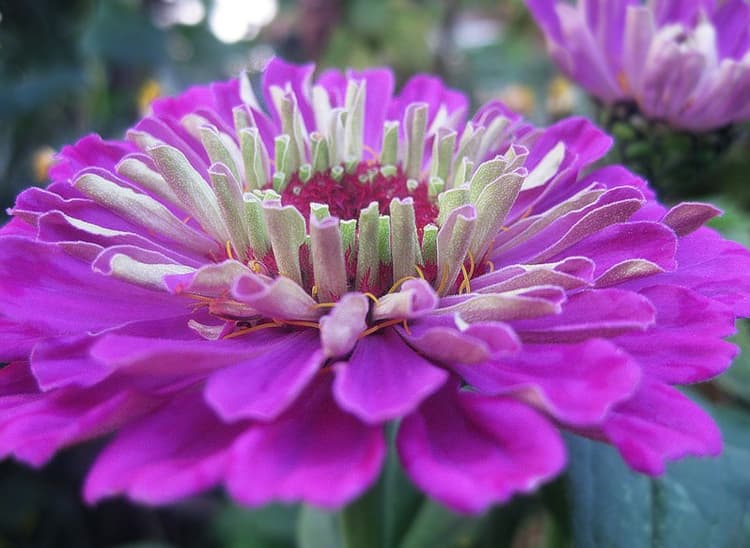 Elegant zinnia Moon Stone