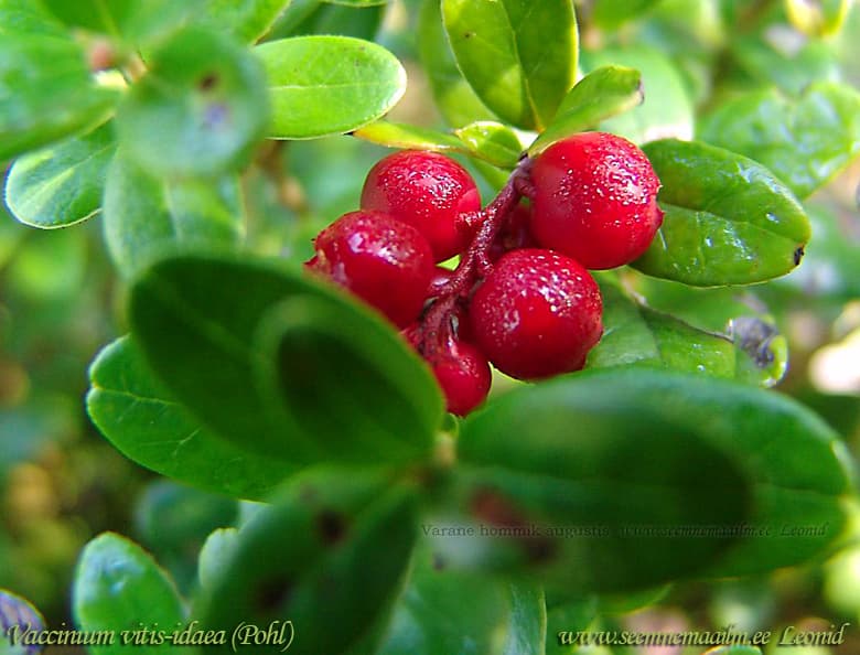 Vaccinium vitis-idaea L. Pohl suureviljaline Cowberry, lingonberry Puolukka Lingon Брусника обыкновенная