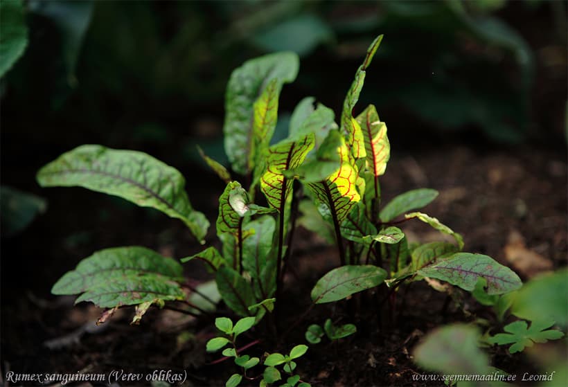 Verev oblikas Rumex sanguineus Щавель декоративно-съедобный Щавель кроваво-красный Wood dock, Red-Veined dock, Bloody dock, Bloody sorrel Punahierakka Rödådrad Syra