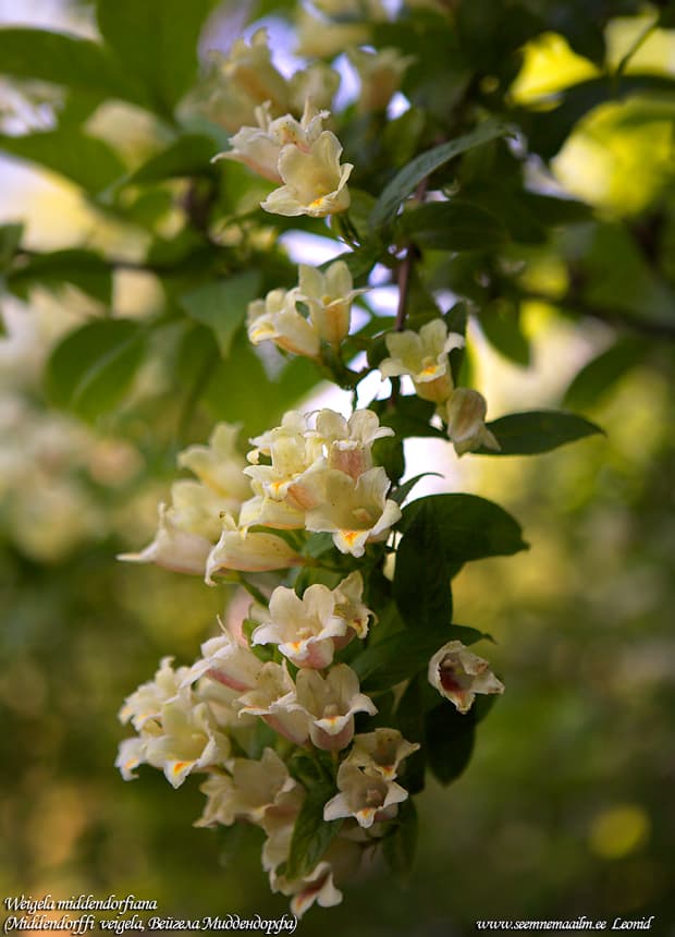 Weigela middendorffiana Veigela middendorffi