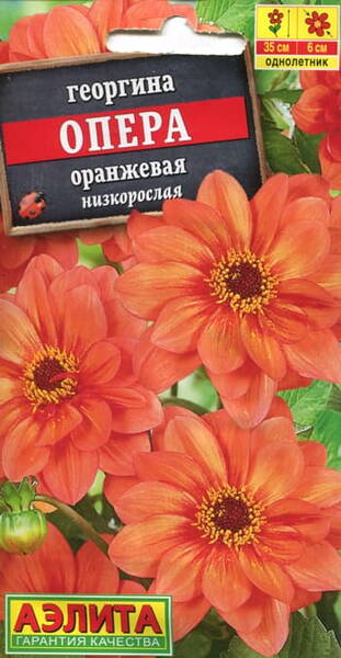 Dahlia « Orange Opéra » Dahlia « Orange Opéra »