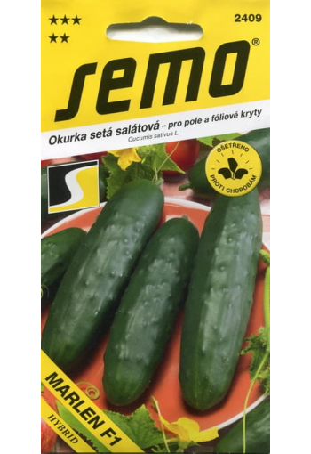 Salad cucumber "Marlen" F1