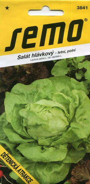 Head lettuce "Detenicka atrakce"