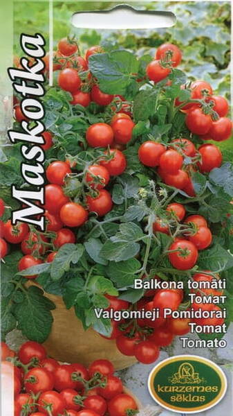 Tomat "Maskotka"