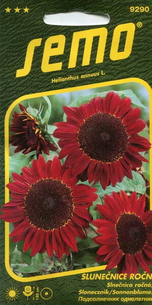 Sunflower "Red"