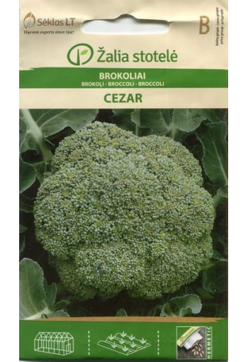 Green Sprouting Calabrese Broccoli "Cezar"