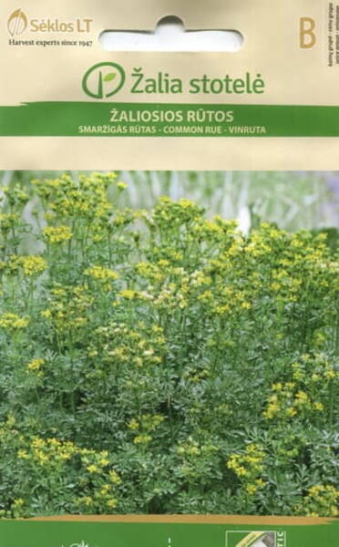 Garden rue "Herb of Grace"