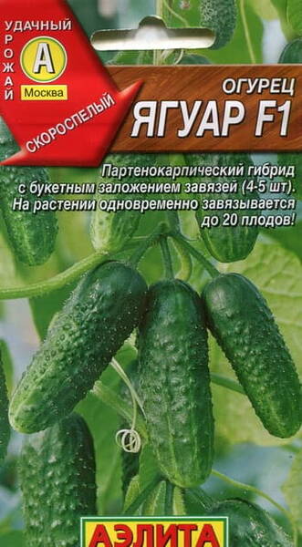 Cucumber "Jaguar" F1