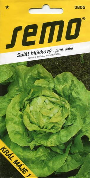 Lettuce-head "Kral Maje 1"