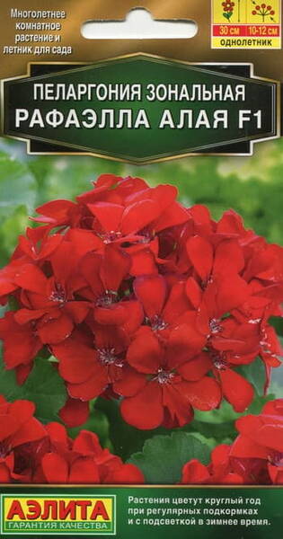 Zonal Pelargonium "Raphaella Scarlet" F1