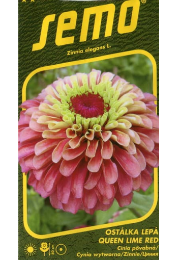 Zinnia "Queen Lime Red"