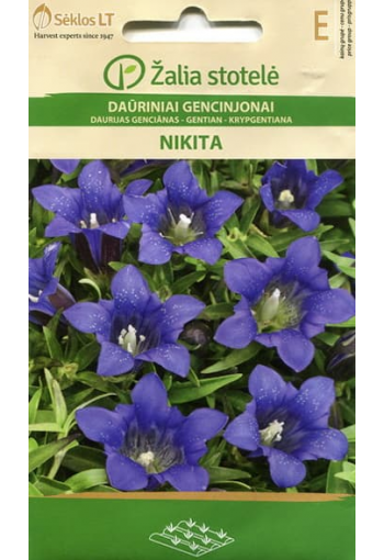 Spotted gentian "Nikita"