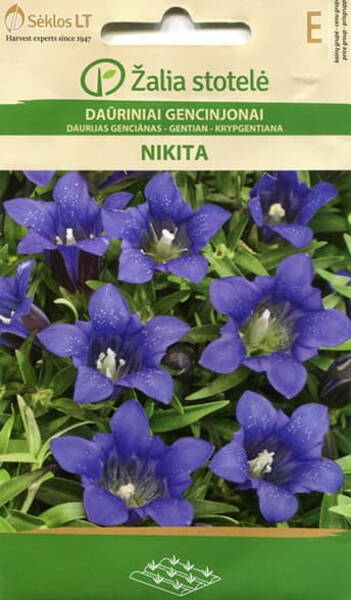 Spotted gentian "Nikita"