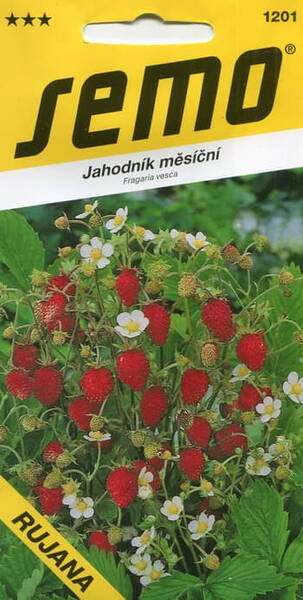 Alpine strawberry "Rujana"