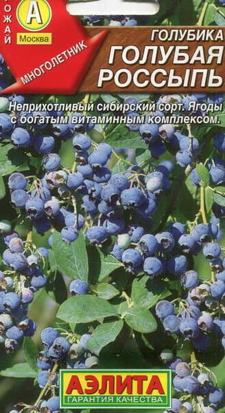 Голубика обыкновенная "Голубая россыпь" (гонобобель) Vaccinium uliginosum