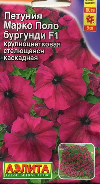 Petunia "Marco Polo Burgundy" F1