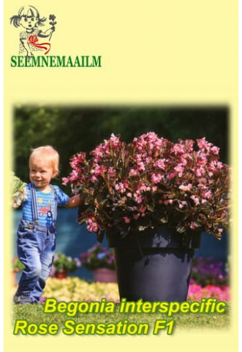 Begonia interspecific "Rose sensation" F1