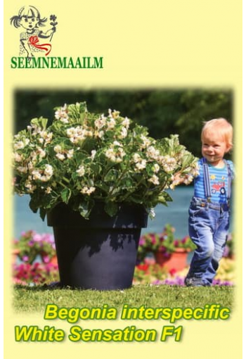 Begonia interspecific "White sensation" F1