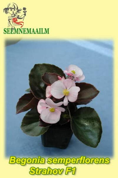 Kesäbegonia "Strahov" F1