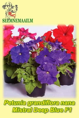 Petunia "Mistral Deep Blue" F1