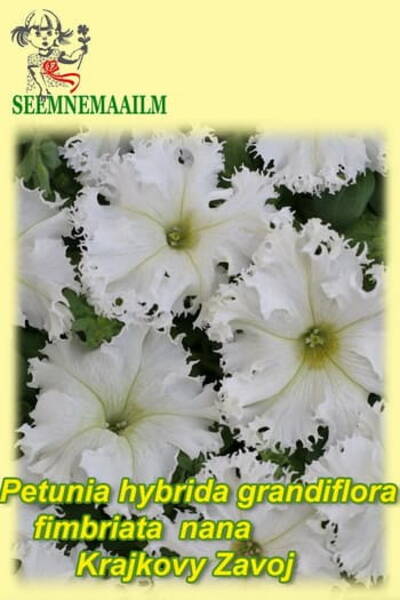 Petunia "Krajkovy Zavoj"