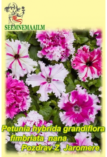 Petunia "Pozdrav z Jaromere" (mix)