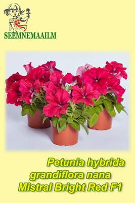 Petunia "Mistral Bright Red" F1