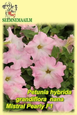 Petunia "Mistral Pearly" F1