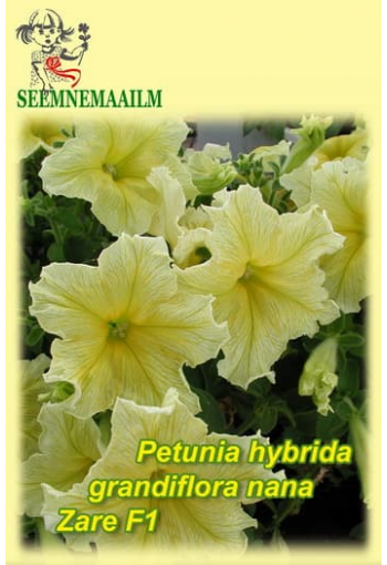 Petunia gul "Zare" F1