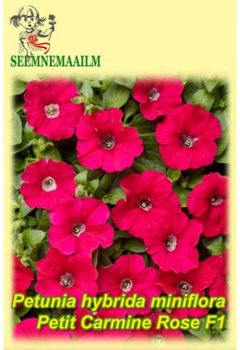 Petunia "Carmine Rose" F1