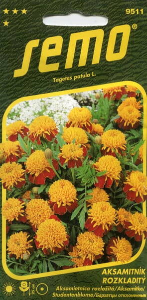 French marigold "Tiger Eyes"